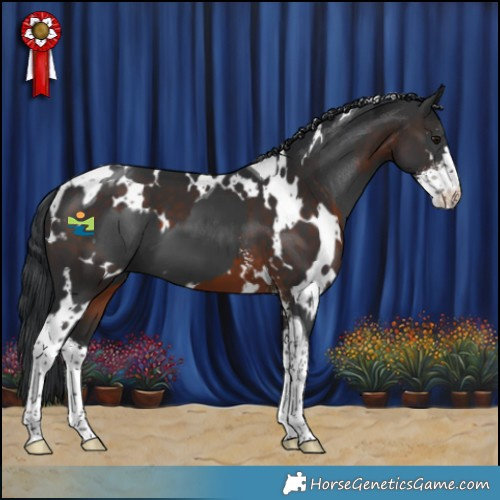 Horse Color:Black Tobiano and White Spotted Brown Sabino