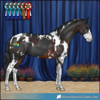 Horse Color:Black Tobiano  and White Spotted Brown Sabino 