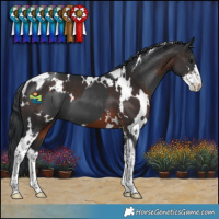 Horse Color:Black Tobiano  and White Spotted Brown Sabino 