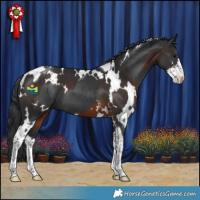 Horse Color:Black Tobiano  and White Spotted Brown Sabino 
