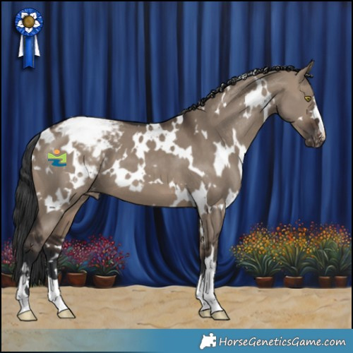 Horse Color:White Spotted Brown Dun Appaloosa 