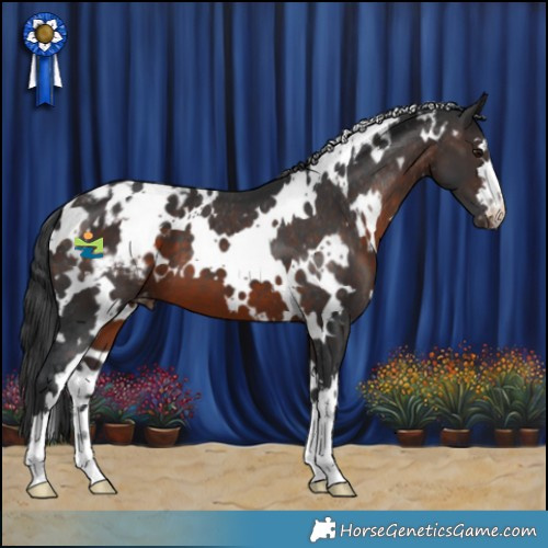 Horse Color:White Spotted Brown Appaloosa 