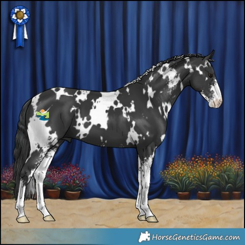 Horse Color:White Spotted Black Sabino