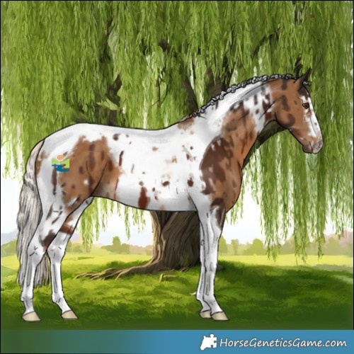 Horse Color:Liver Chestnut Tobiano  and Chocolate Palomino Splash Tobiano Frame 