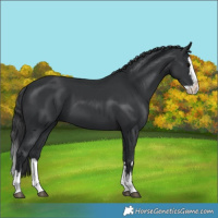 Horse Color:Black Splash 