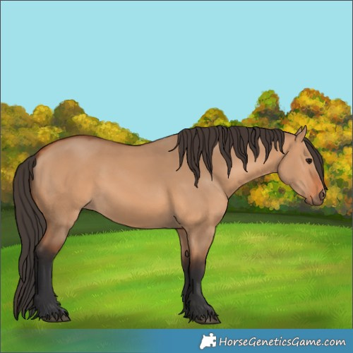 Horse Color:Bay Dun