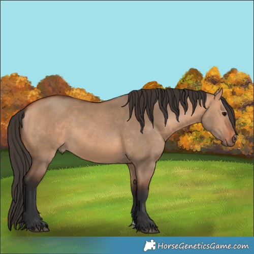 Horse Color:Bay Dun 