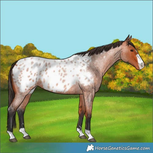Horse Color:Bay Roan Appaloosa 