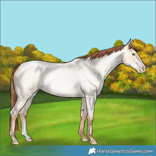 Horse Color:Classic Champagne Roan Pearl Dun Sabino 