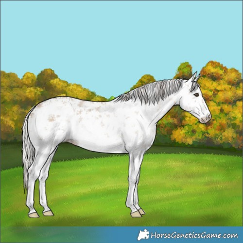 Horse Color:White Spotted Silver Brown Dun Sabino 