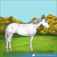Horse Color:White Spotted Silver Brown Dun Sabino 