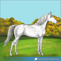 Horse Color:White Spotted Silver Brown Dun Sabino