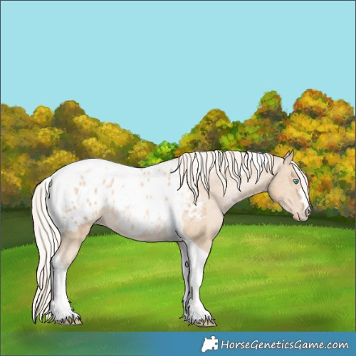 Horse Color:Chestnut Snowdrop Pearl Tobiano Appaloosa 