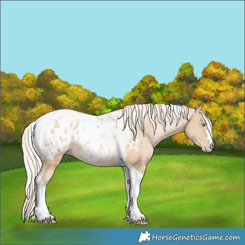 Horse Color:Chestnut Snowdrop Pearl Tobiano Appaloosa 