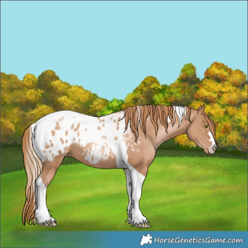 Horse Color:Chestnut Snowdrop Pearl Tobiano Appaloosa 