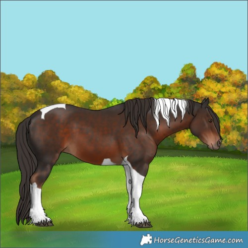 Horse Color:Liver Chestnut Tobiano 