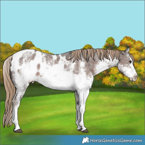Horse Color:White Spotted Liver Chestnut Sabino Appaloosa Rabicano 