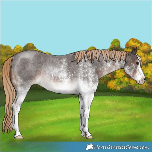 Horse Color:White Spotted Liver Red Roan Rabicano 