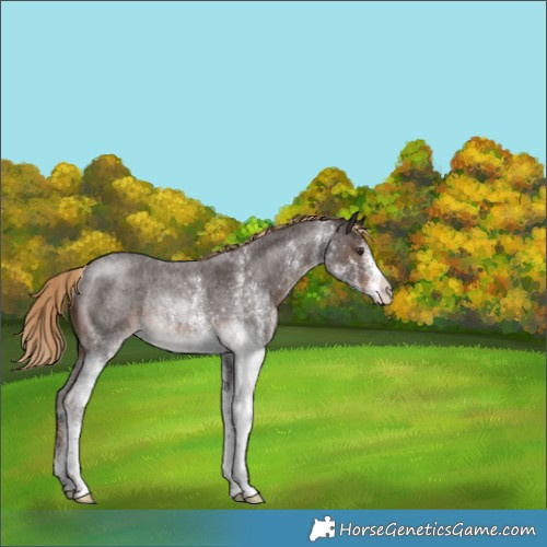 Horse Color:White Spotted Liver Red Roan Rabicano