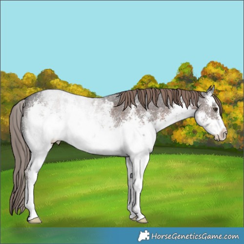 Horse Color:White Spotted Liver Chestnut Sabino