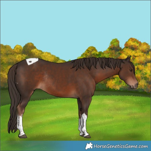 Horse Color:White Spotted Liver Chestnut Tobiano Rabicano 