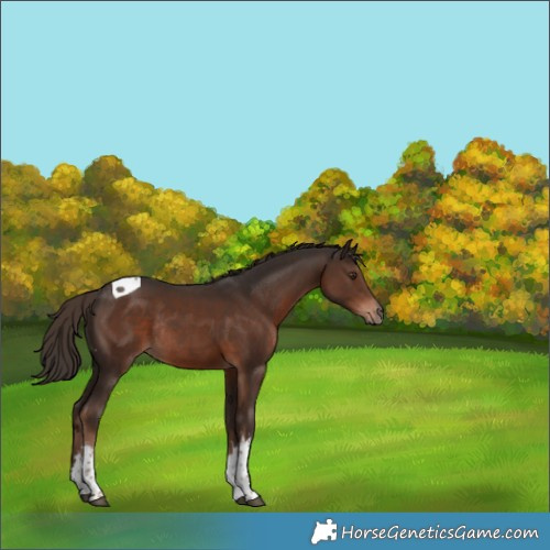 Horse Color:White Spotted Liver Chestnut Tobiano Rabicano
