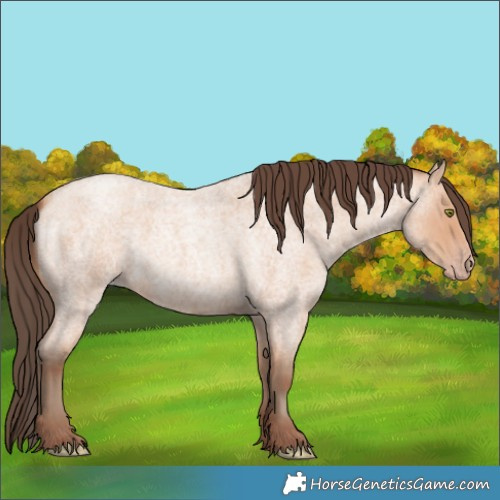 Horse Color:Amber Champagne Roan 