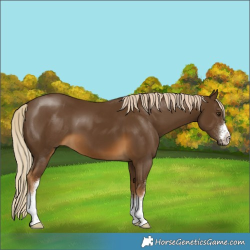Horse Color:White Spotted Chocolate Palomino 