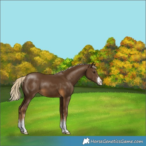 Horse Color:White Spotted Chocolate Palomino 
