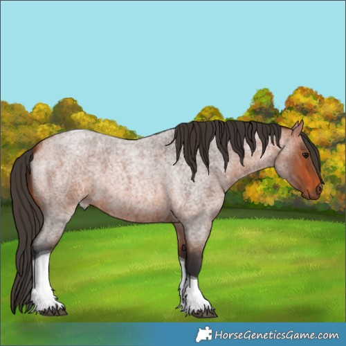 Horse Color:Bay Roan Tobiano 