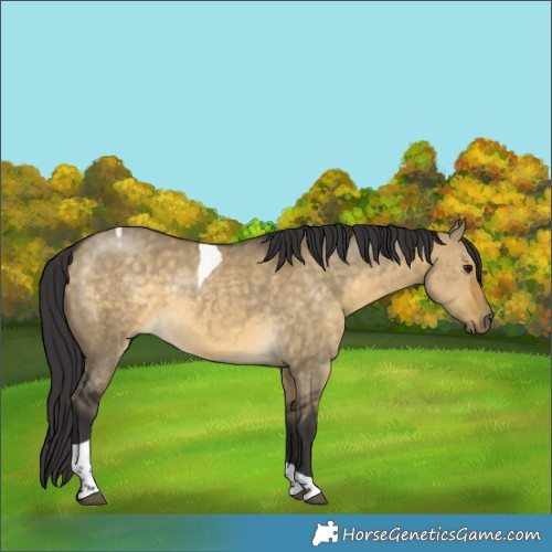 Horse Color:Buckskin Dun Tobiano 