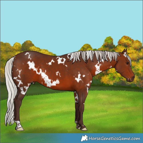 Horse Color:White Spotted Silver Brown
