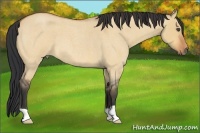 Horse Color:Bay Roan Dun 