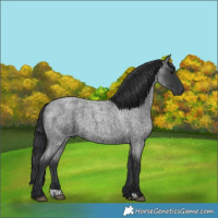 Horse Color:Blue Roan 