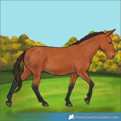 Horse Color:Bay 