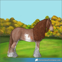 Horse Color:White Spotted Chestnut Sabino 