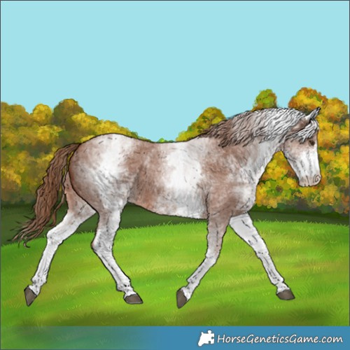 Horse Color:White Spotted Chestnut Sabino 