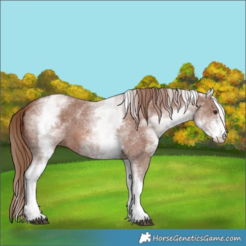Horse Color:White Spotted Chestnut Sabino