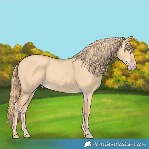 Horse Color:Gold Champagne Dun 