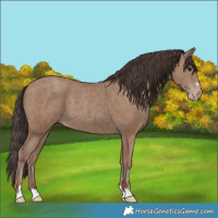 Horse Color:Classic Champagne 