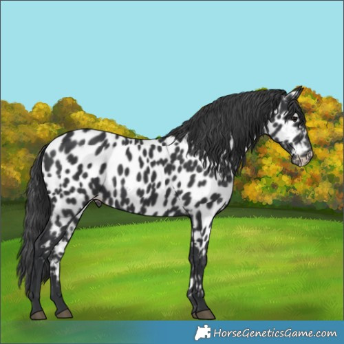 Horse Color:Black Appaloosa Rabicano