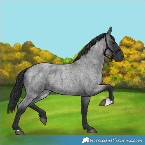 Horse Color:Blue Roan 