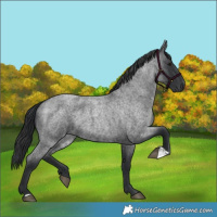 Horse Color:Blue Roan 
