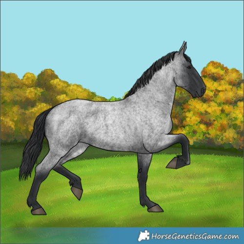 Horse Color:Blue Roan 