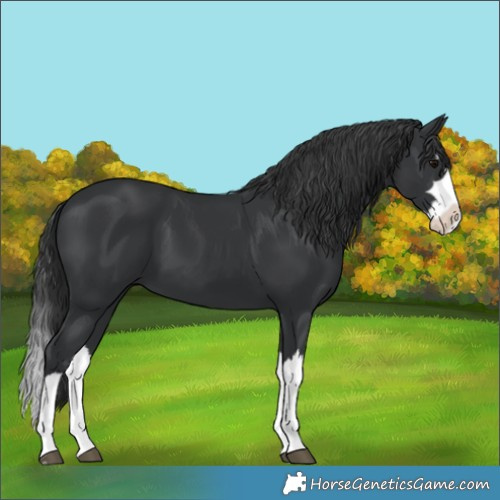 Horse Color:Black Splash 