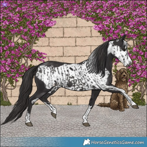 Horse Color:Smoky Black  and Smoky Black Frame 