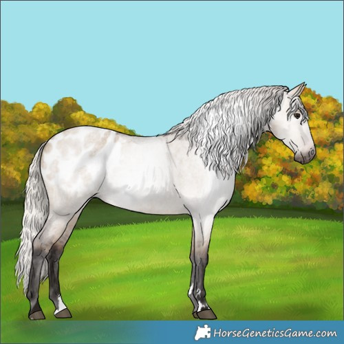 Horse Color:Gray Silver Brown Roan Dun Appaloosa 
