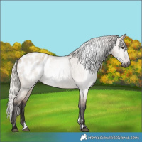 Horse Color:Gray Silver Brown Roan Dun Appaloosa 