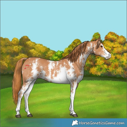 Horse Color:Chestnut Sabino