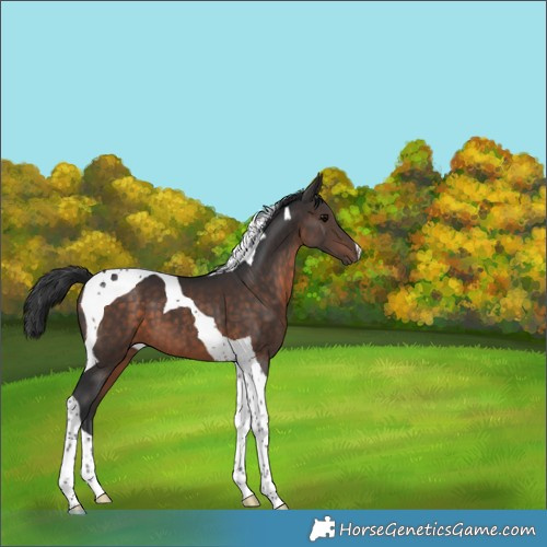 Horse Color:Brown Tobiano 